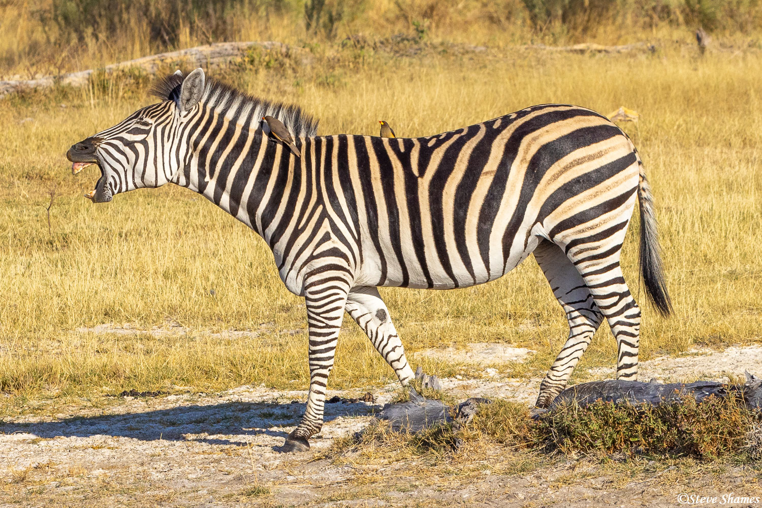 This zebra, braying like a donkey, seems to be complaining about something.