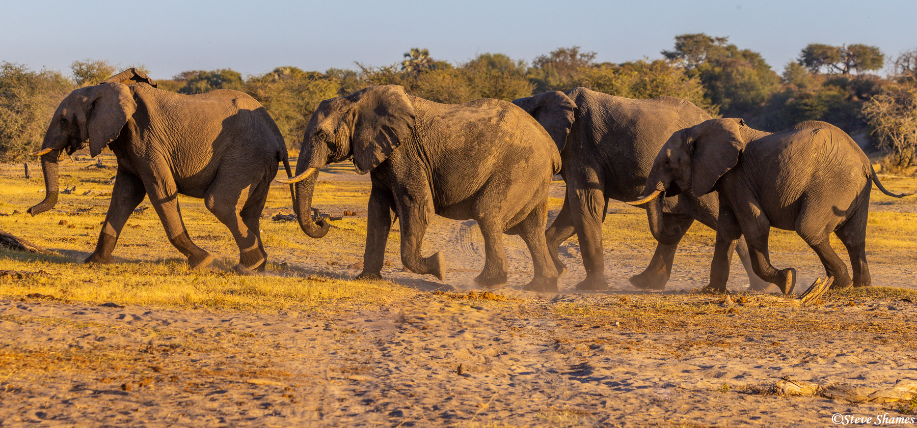 A group of bull elephants out for a drink.