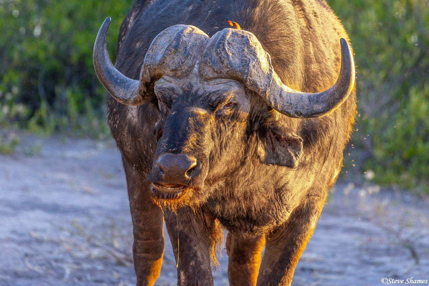 A Chobe cape buffalo, with an oxpecker in his horns playing peek-a-boo.