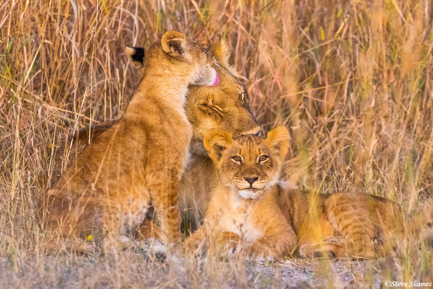 A nice little Chobe lion family, with mom getting a licking from a cub.