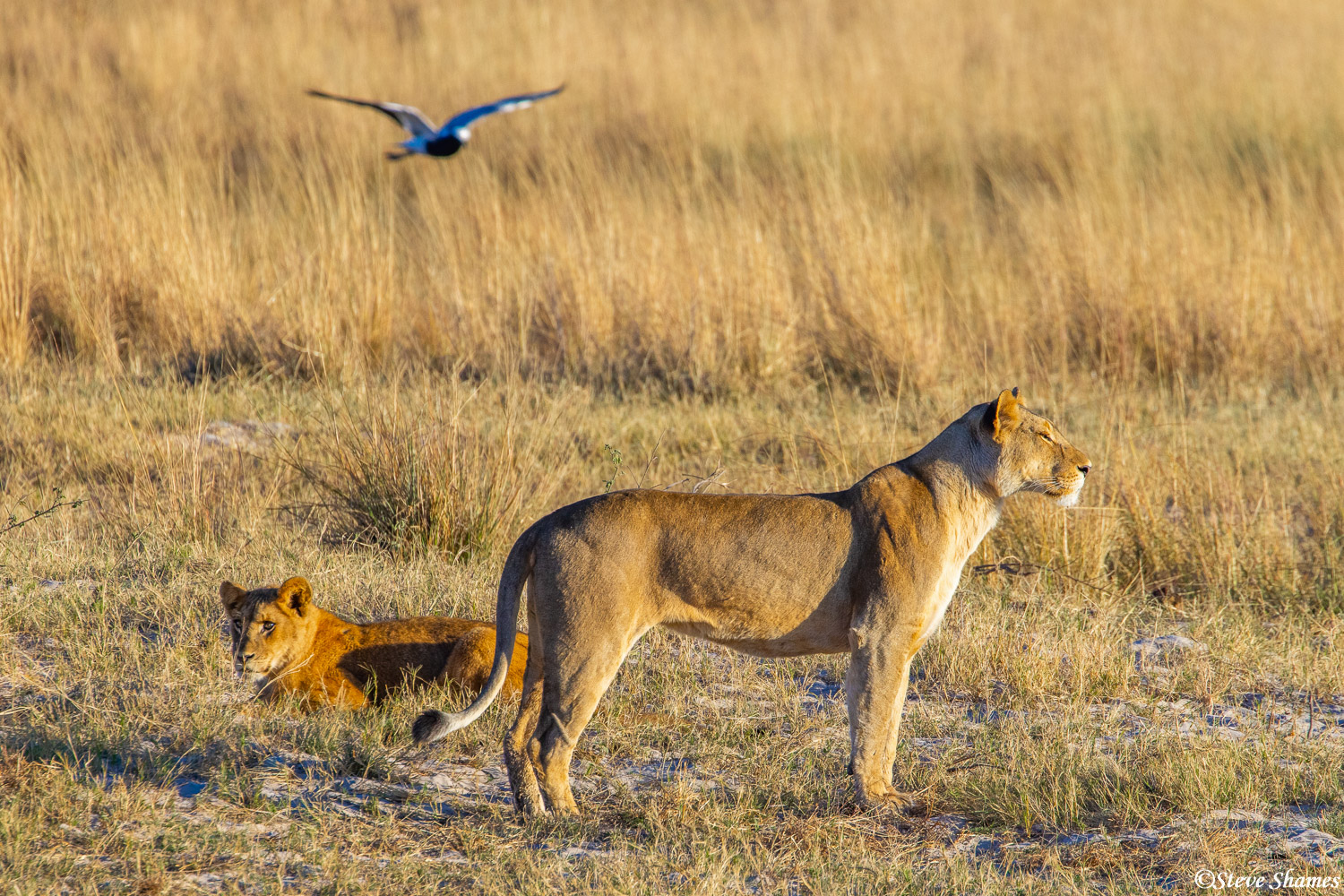 Lions on the lookout, at the Chobe River grassy marsh.