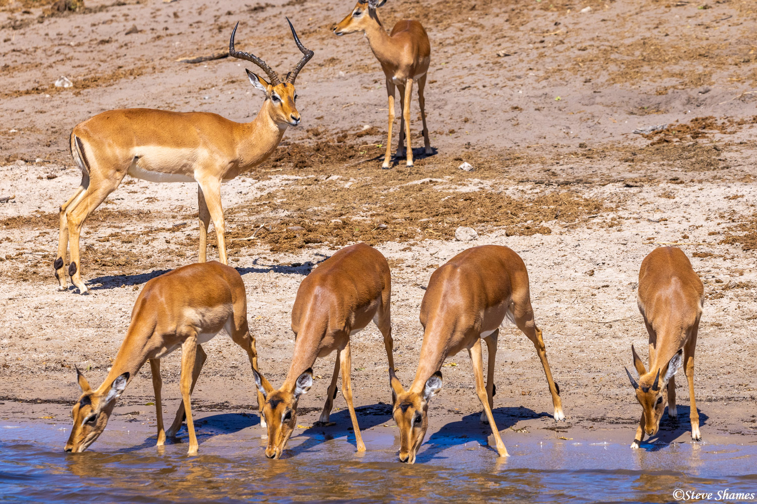 A male impala keeping his eye on the ladies, as they get a drink at the Chobe River.