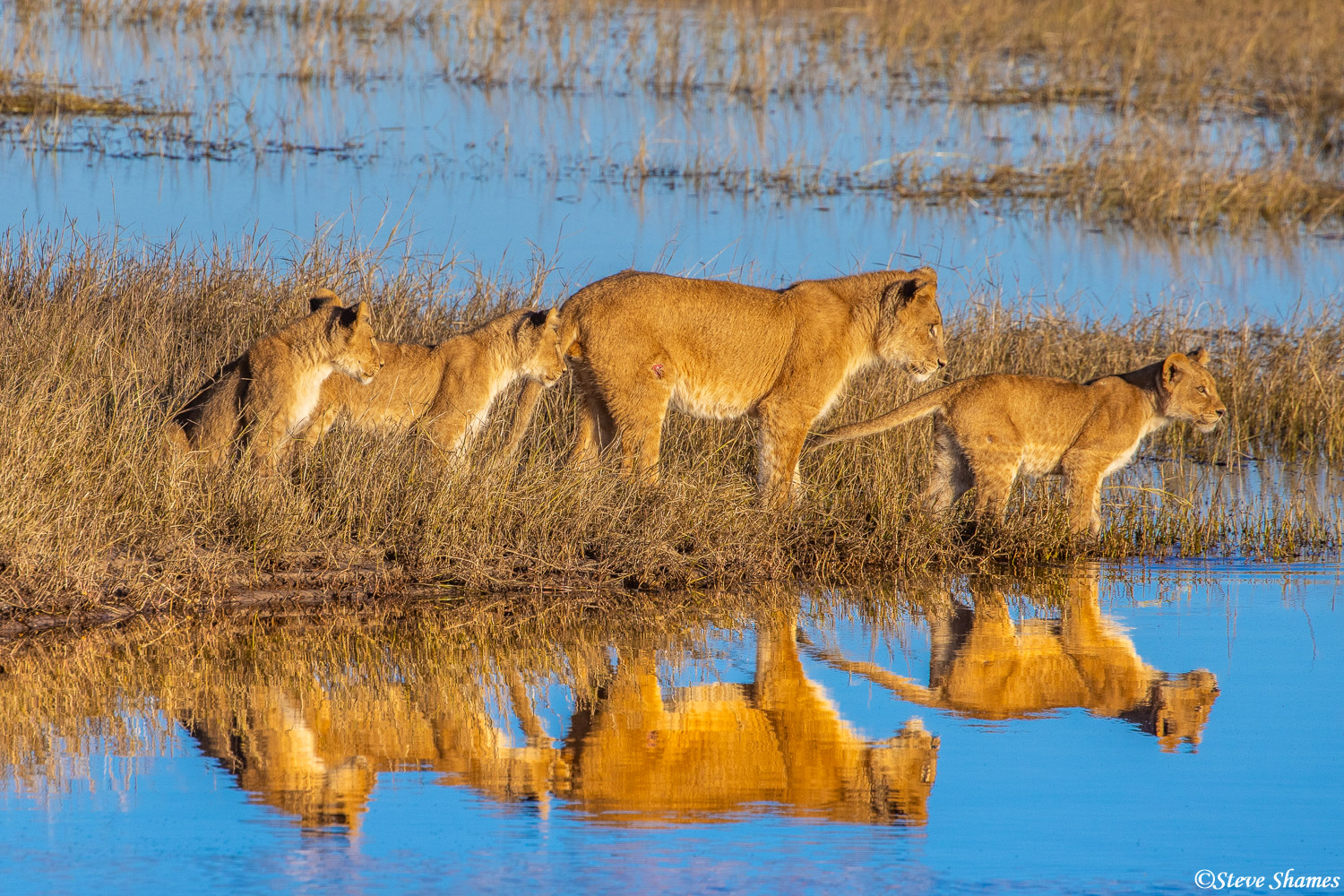 Lioness leading her cubs into the marsh of the Chobe River. They were lined up perfectly for a great reflection!