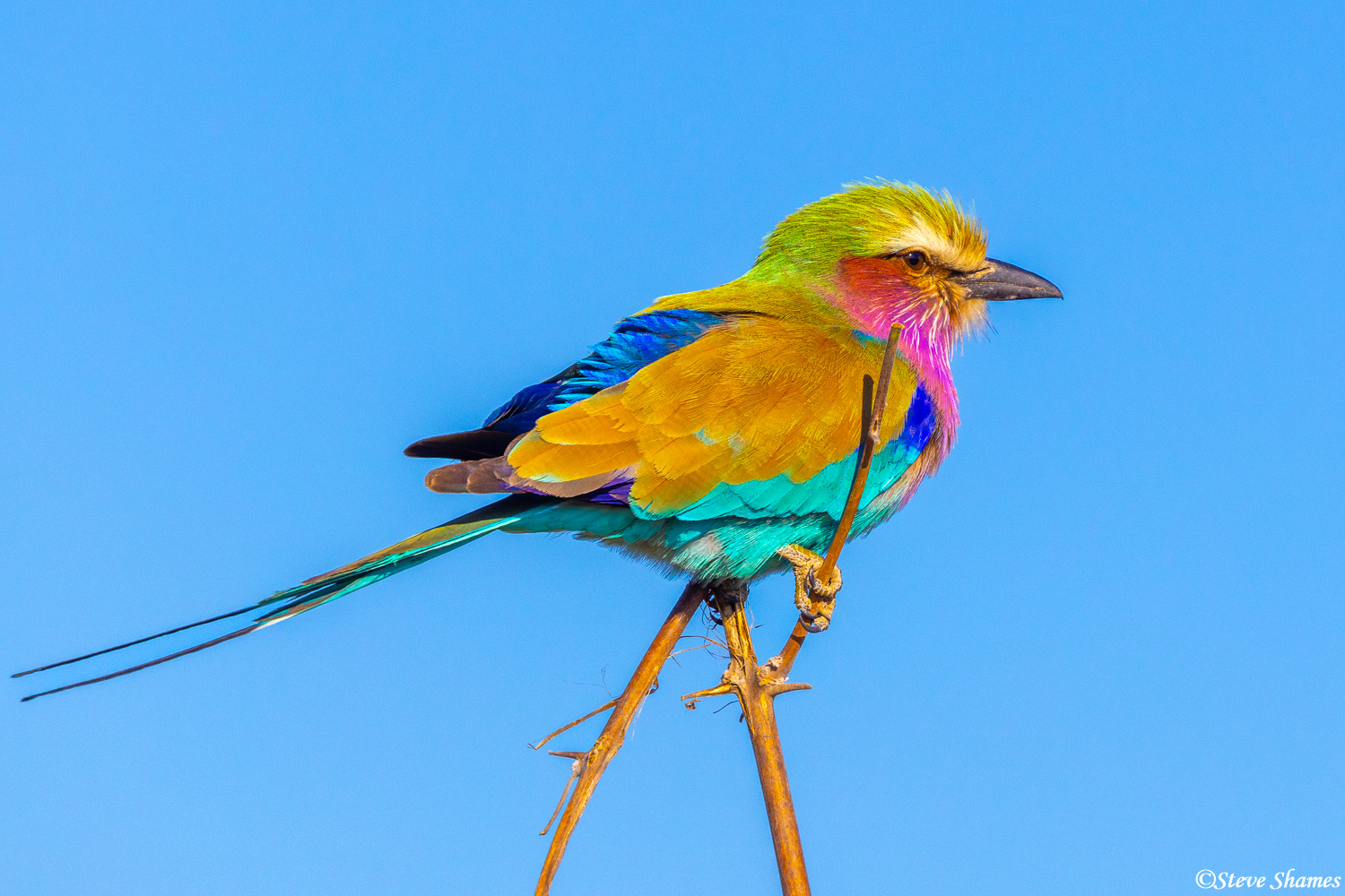 Another colorful African bird. Botswana has the most colorful birds I have ever seen.
