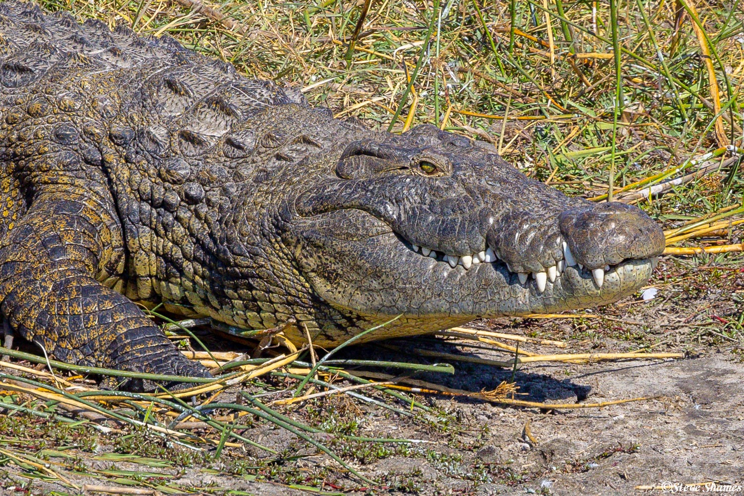 Boteti River crocodile close up.
