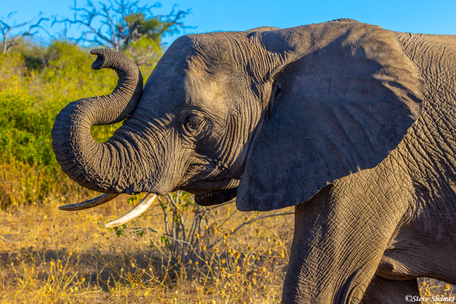 A Botswana elephant curling his trunk. Kind of looks like a question mark.