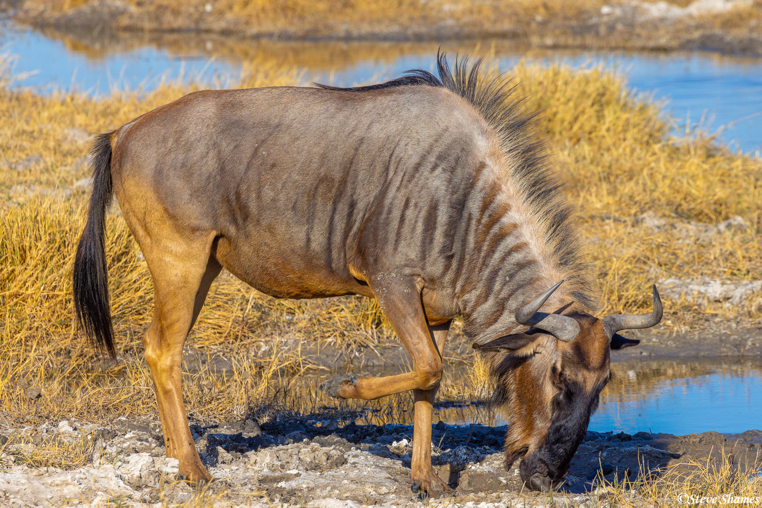 Wildebeest seeming to do a little dance move.