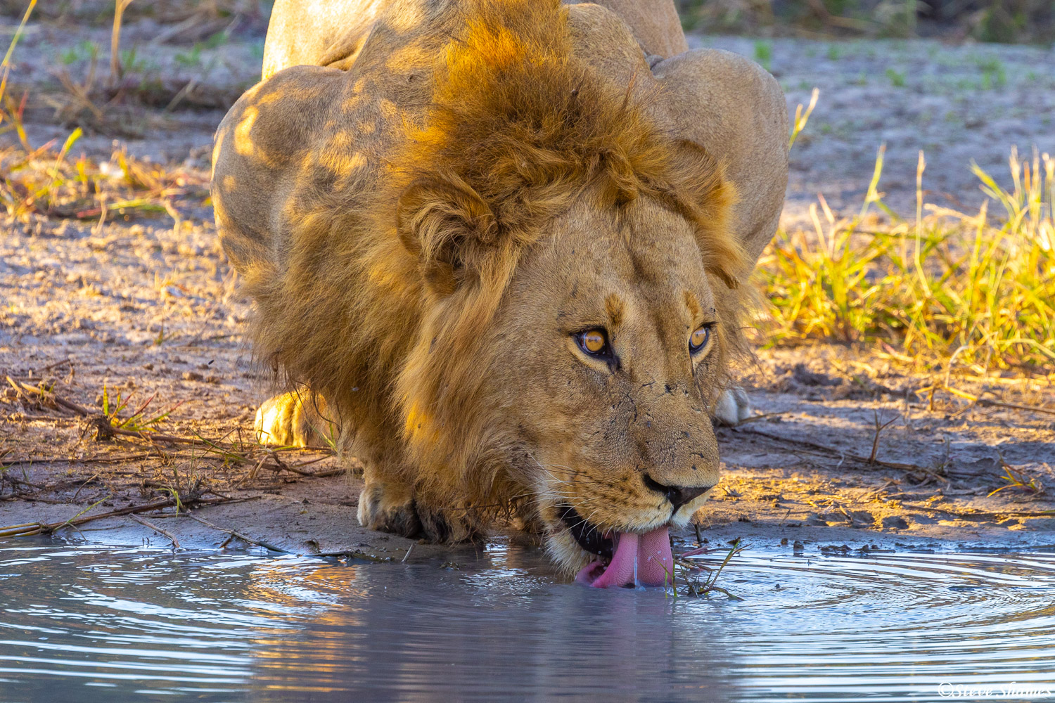 Drinking lion, at the local waterhole.