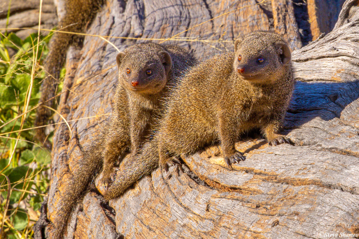 There is no shortage of these little dwarf mongoose in the Savuti area of Botswana. They are quite smaller than the larger banded...