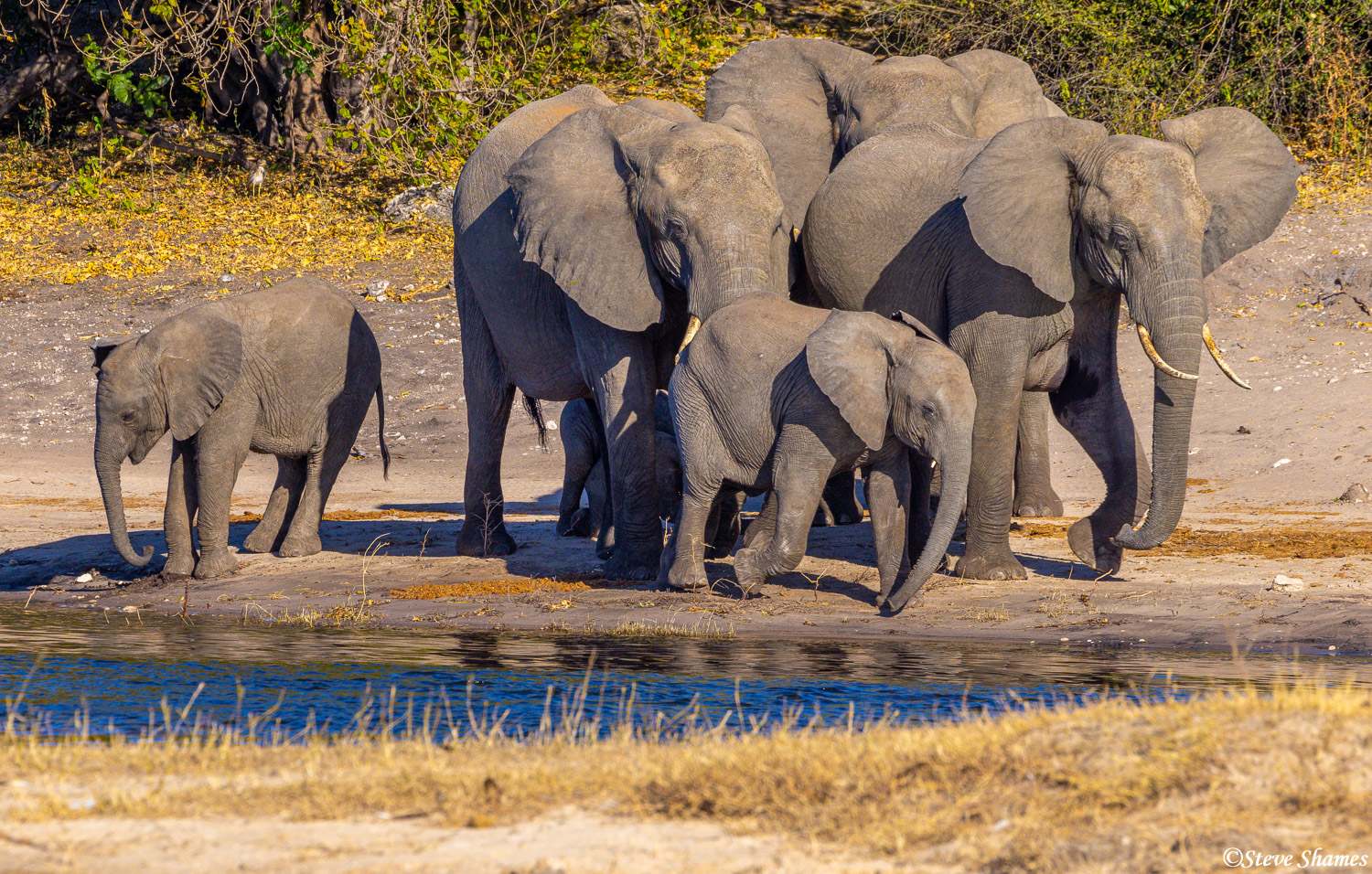 Family of elephants at Chobe National Park in Botswana.