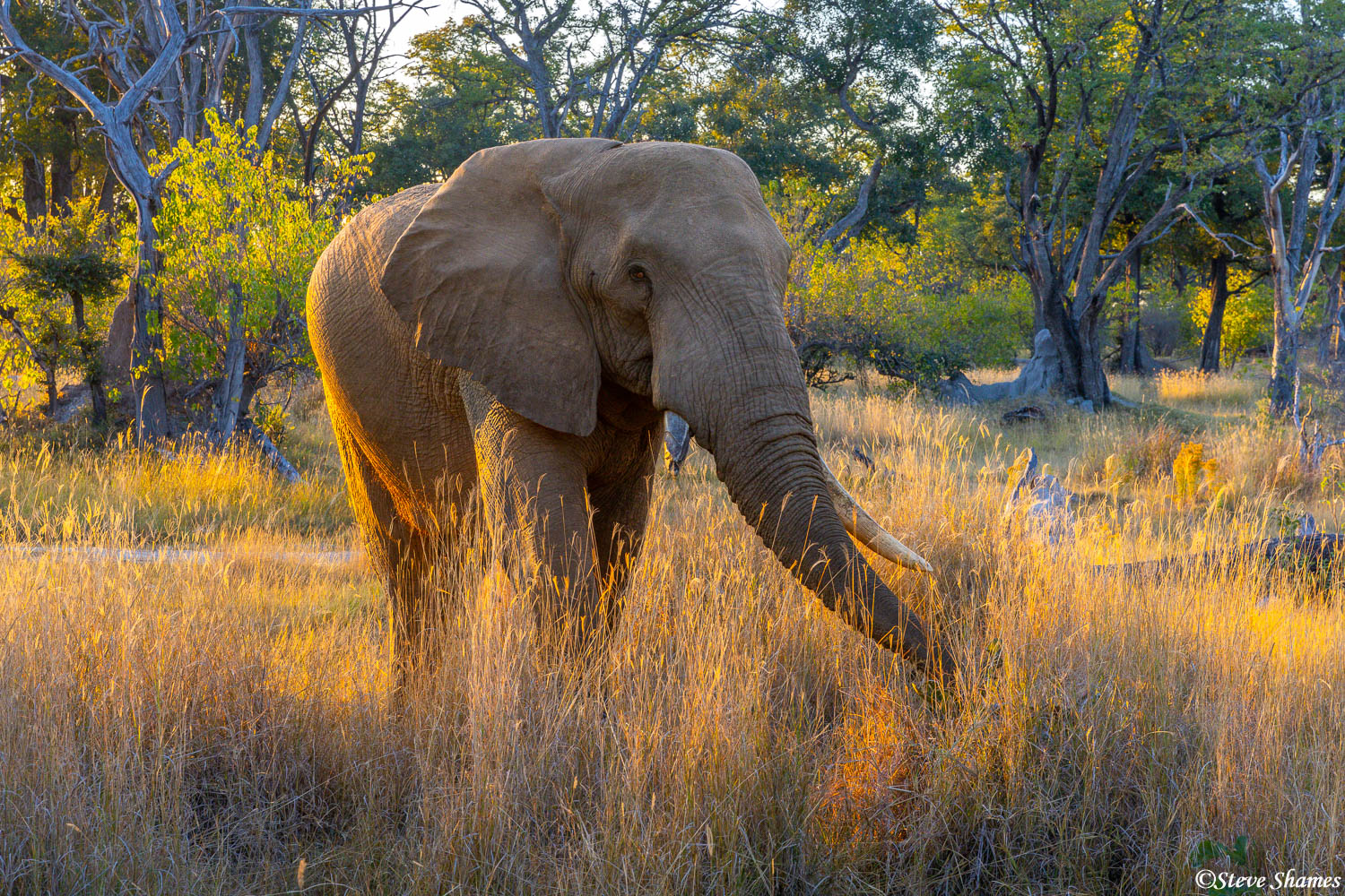 Elephant in the early morning grass at Moremi Game Reserve.