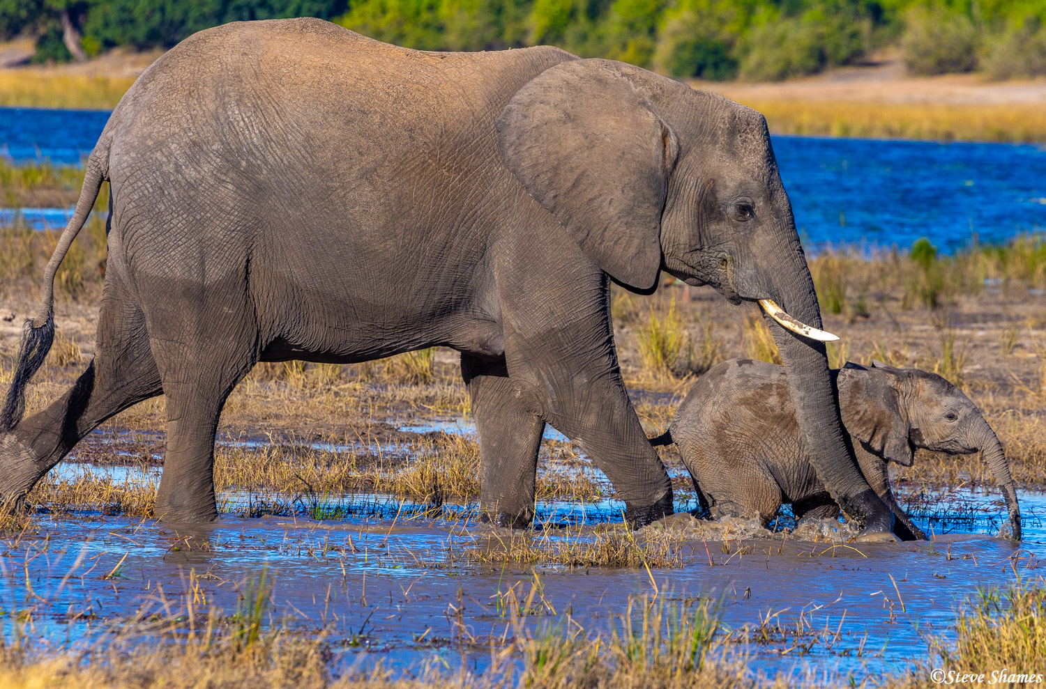 A mother elephant and her youngster navigating the shallows of the Chobe River.