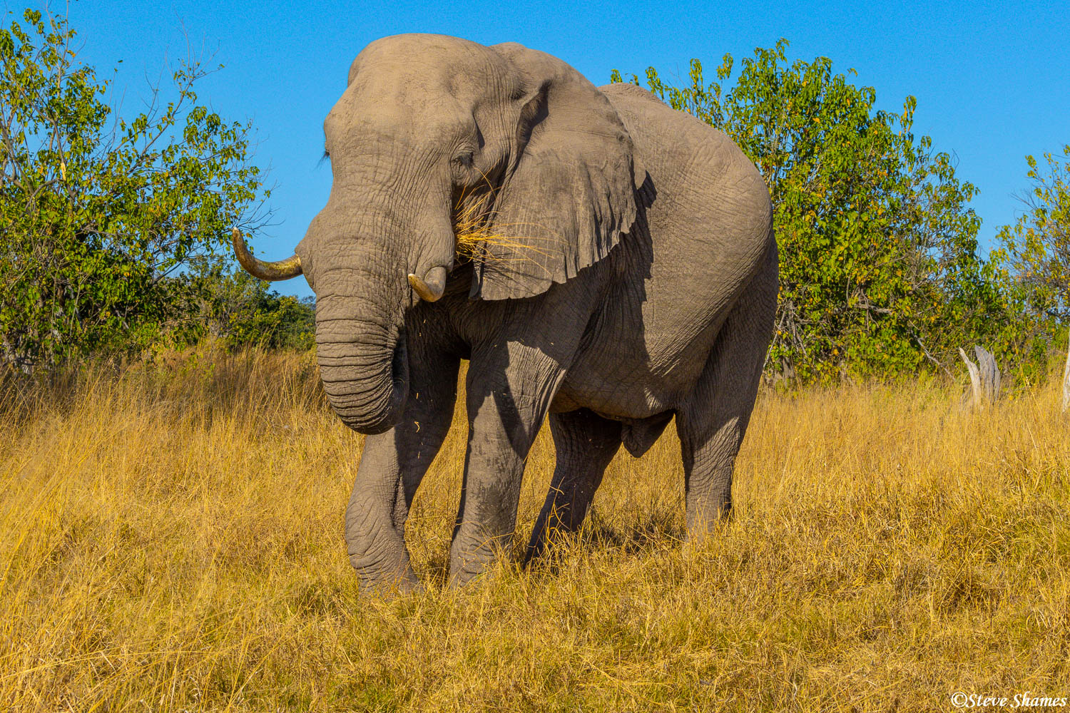 A Botswana elephant munching on some tasty grass at Moremi Game Reserve.