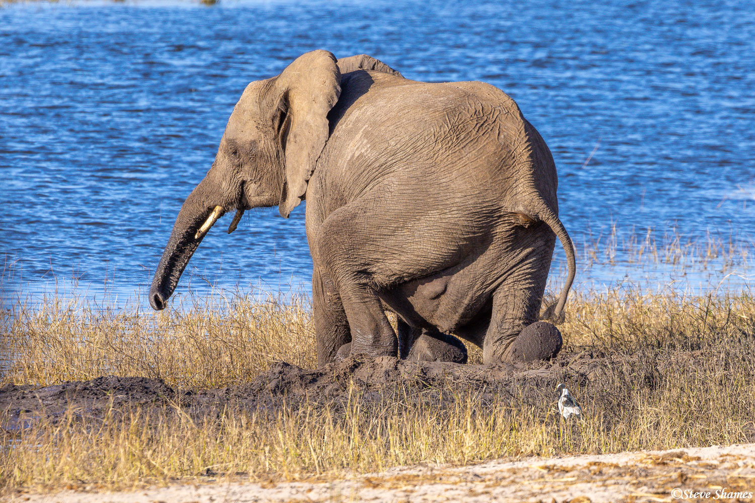 A young elephant at the Chobe River struggling to get on its feet.