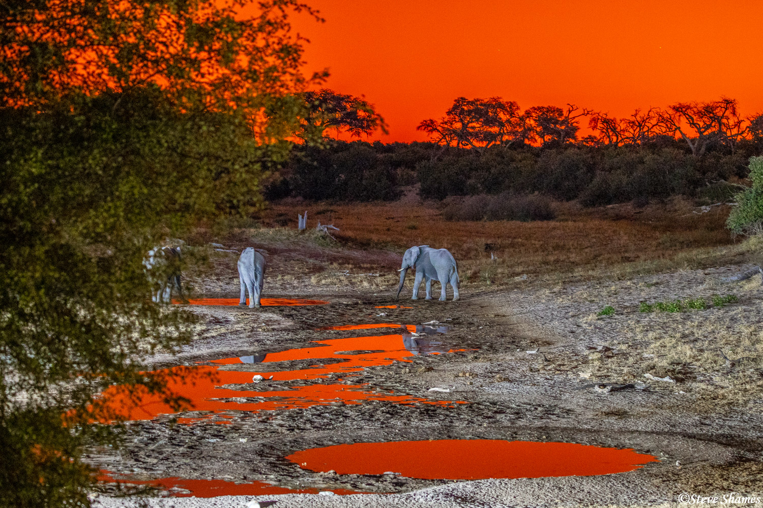 A fiery red sunset at Savuti Safari Lodge. The red sky was reflecting in the waterholes.
