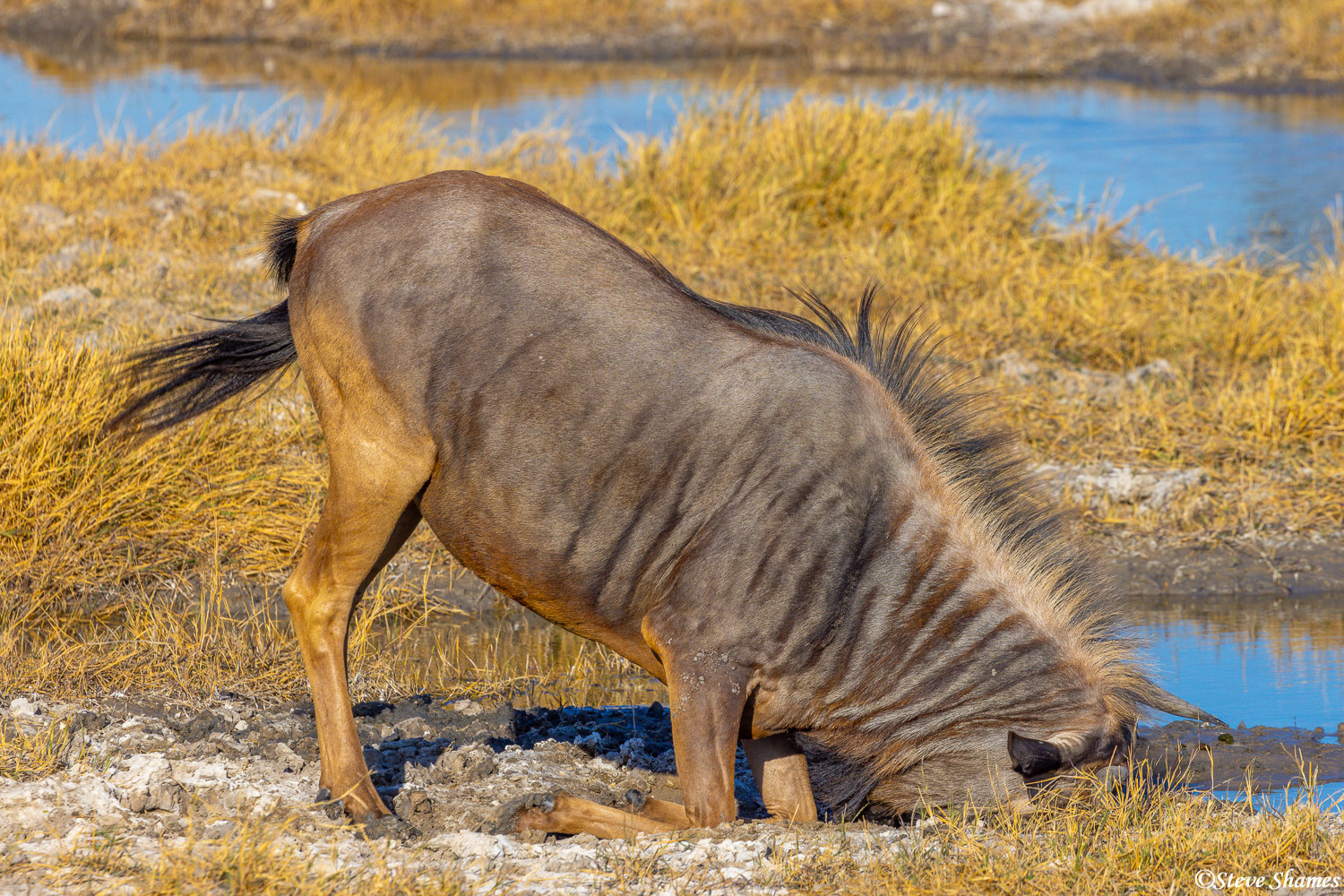 This wildebeest likes the mud so much that he just gets down and rubs his face in it.