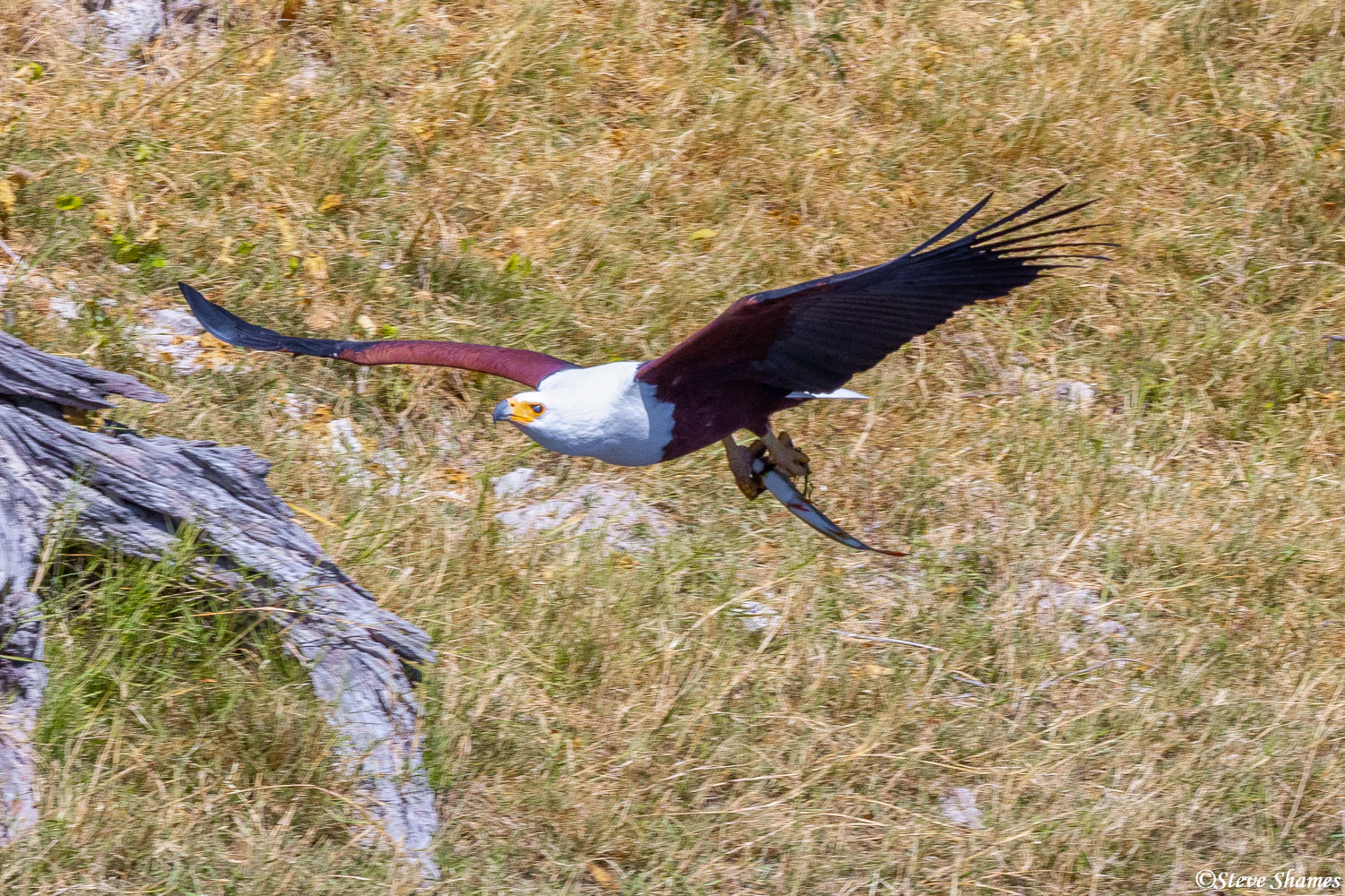 This fish eagle made a nice catch from the Chobe River.