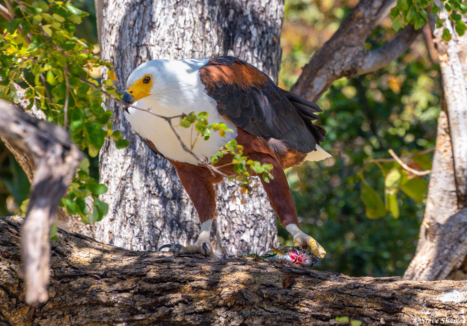 Fish eagle settling down on a tree limb to eat his catch.