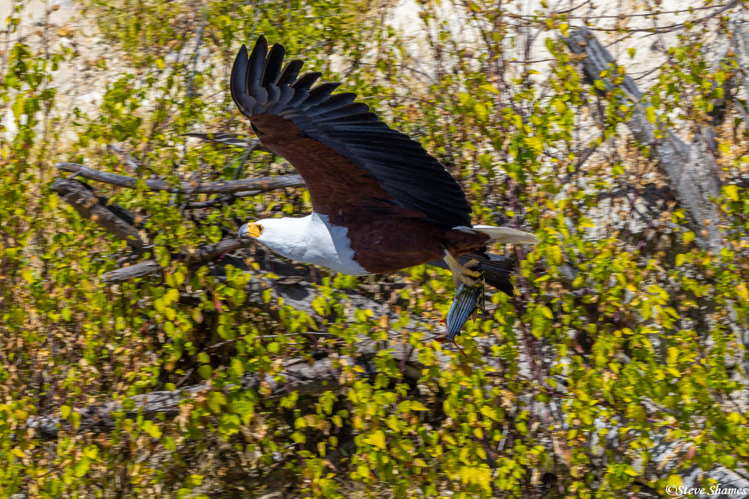 Fish eagle flying, with the catch of the day in its talons!