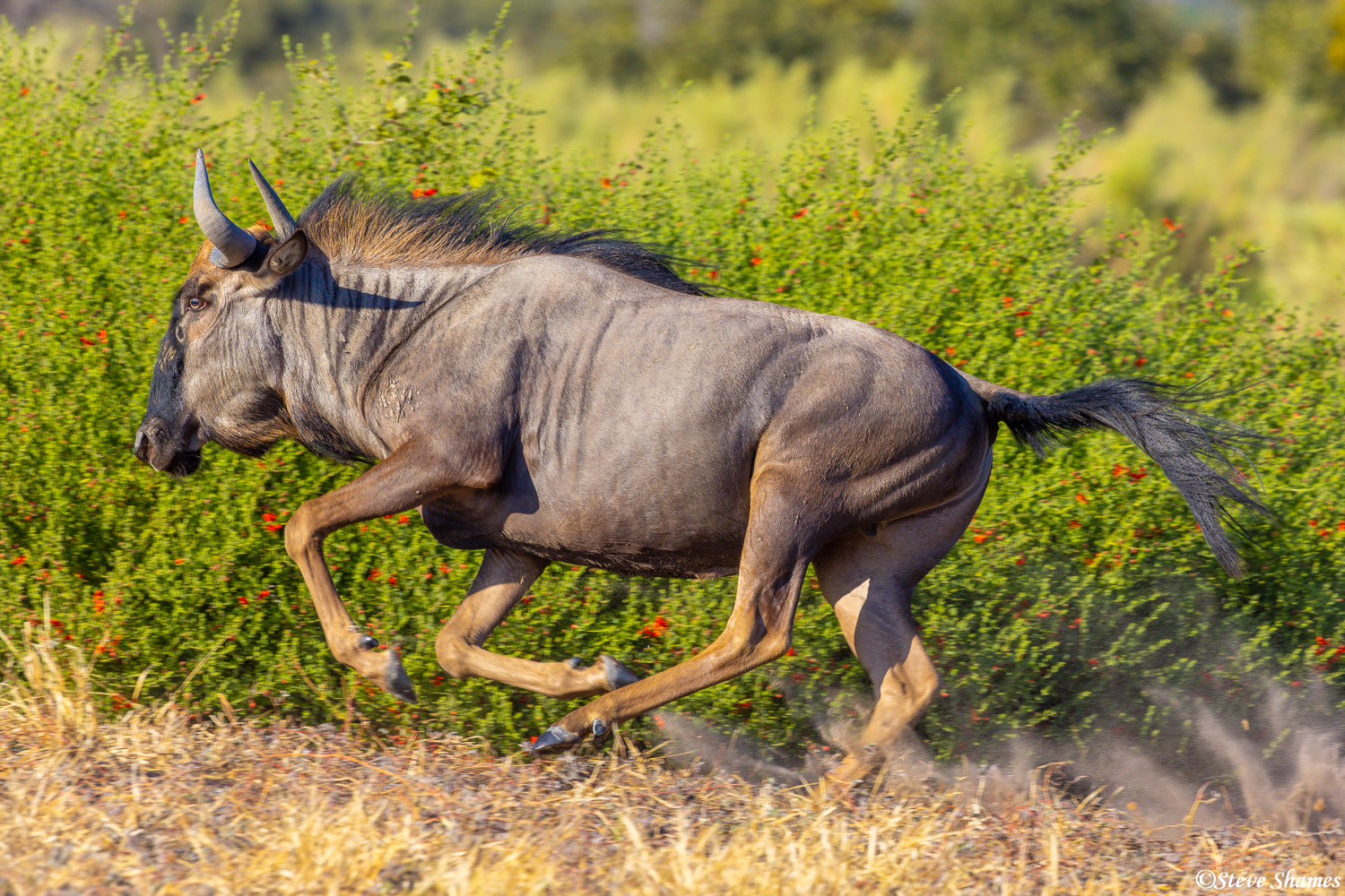 Botswana wildebeest on the move, in a full gallop.