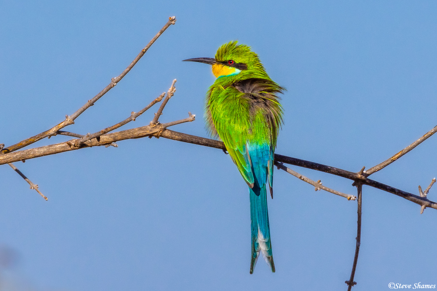 A very colorful green bee-eater. There must be a lot of bees around, since there is no shortage of these bee-eaters.