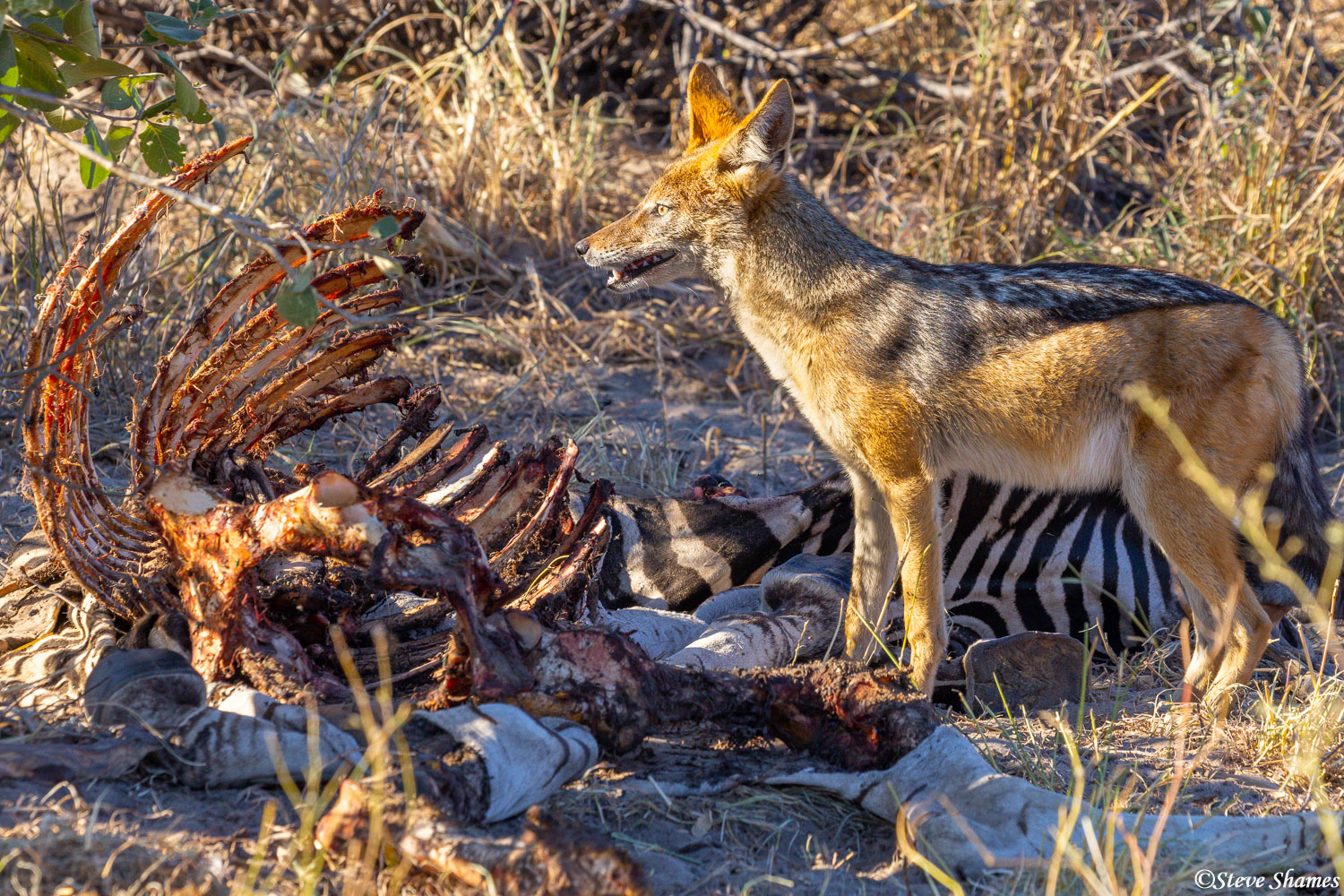 Jackal with a zebra carcass. Not much left after the vultures finished with it.