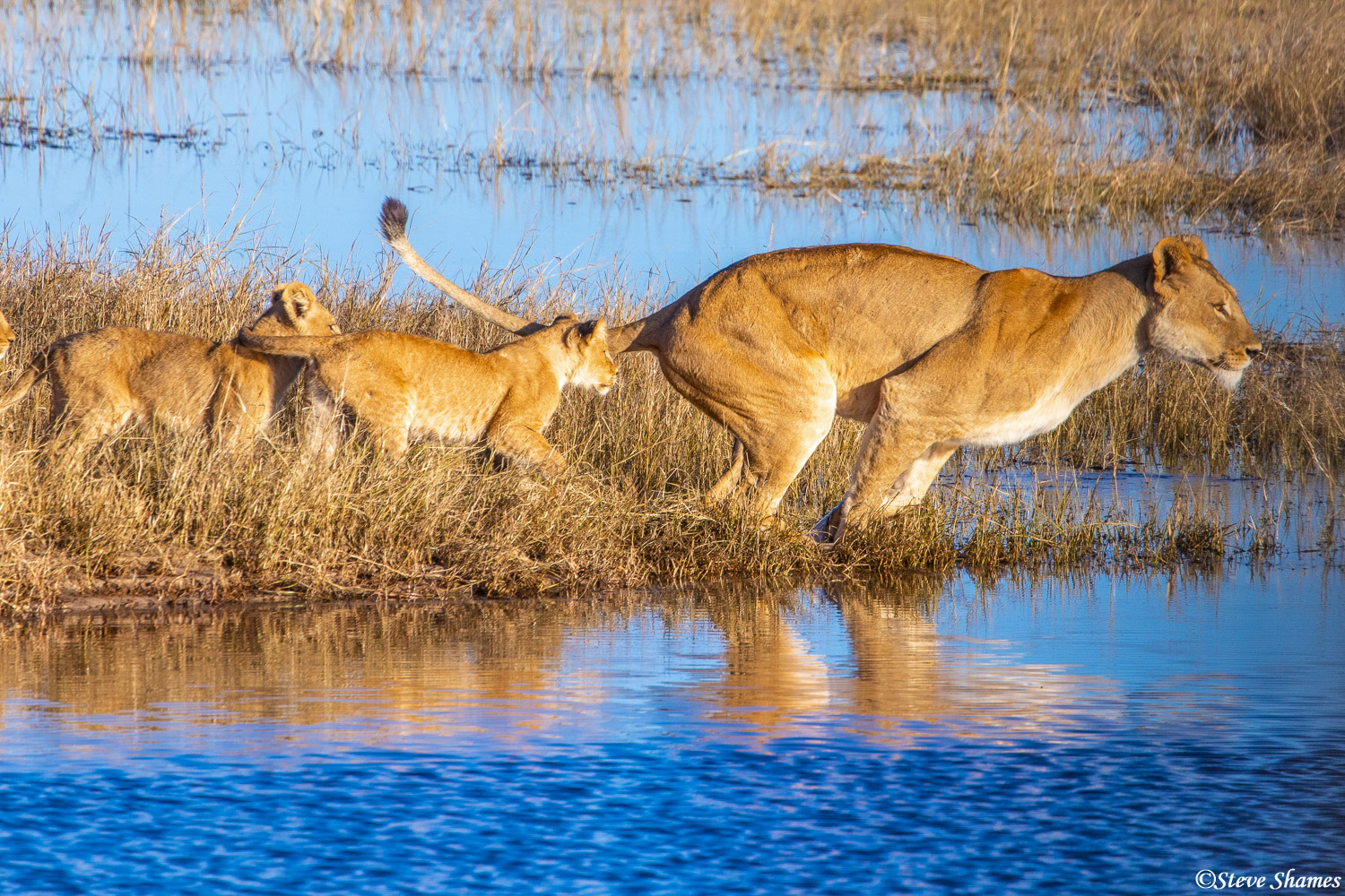 Leaping lioness at the Chobe River in Botswana.