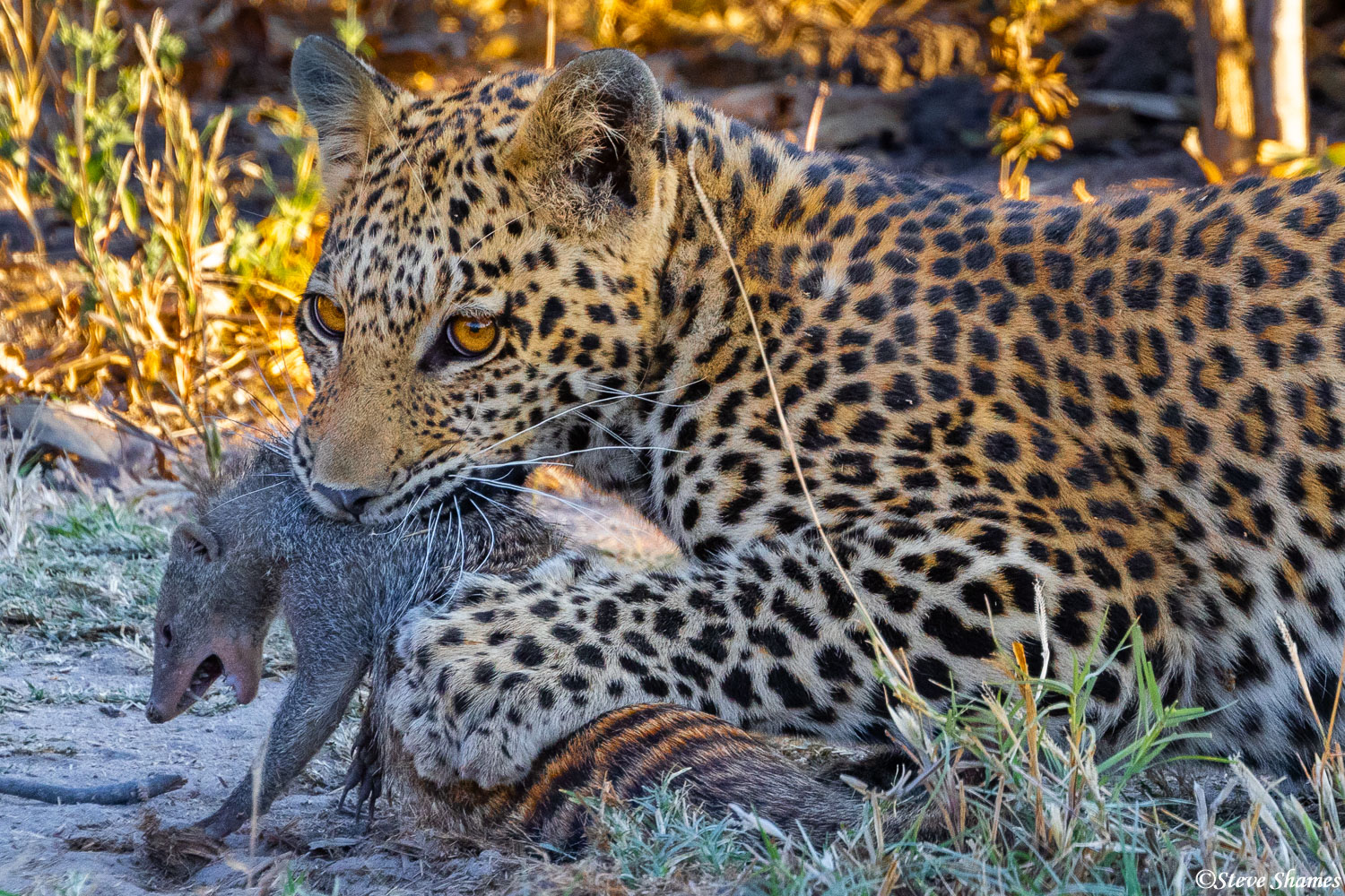 A leopard kill in Botswana. The victim is a mongoose.
