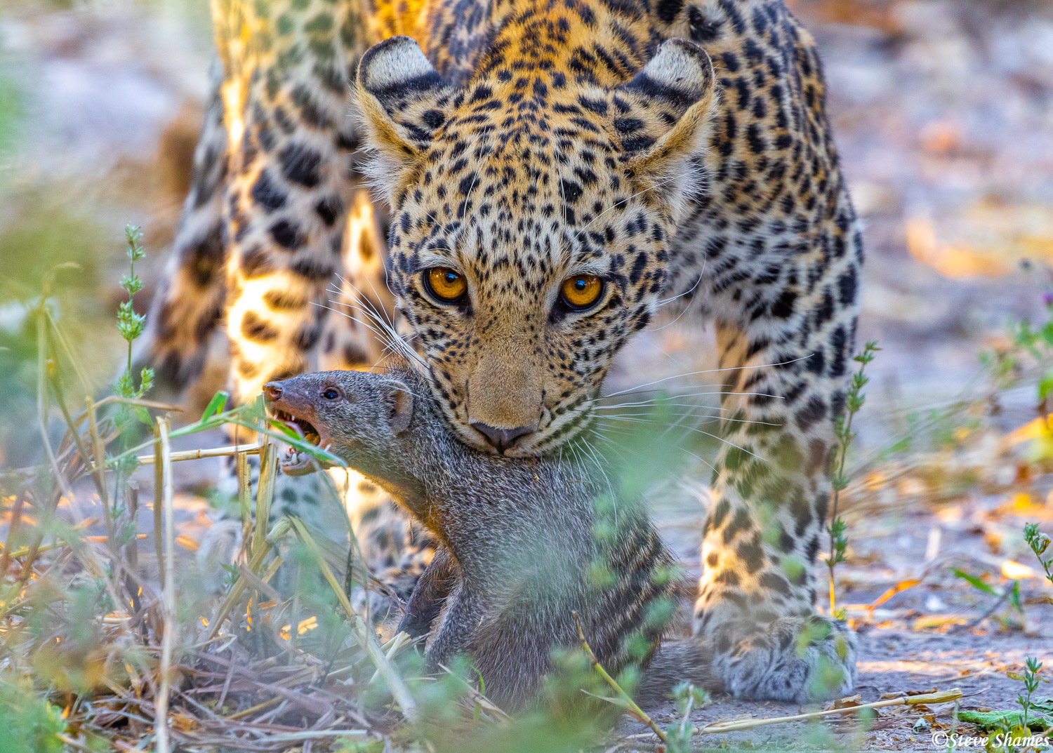 This half grown leopard cub scored a mongoose kill.