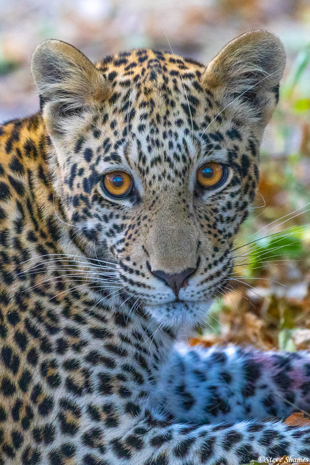 Portrait of a half grown leopard cub in Savuti.