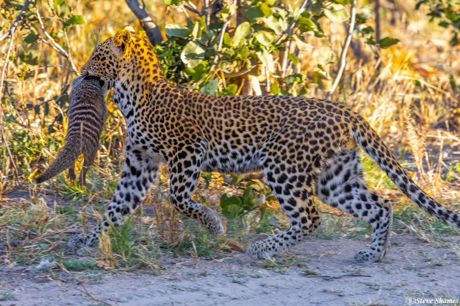 Here is a leopard running off with its mongoose kill.