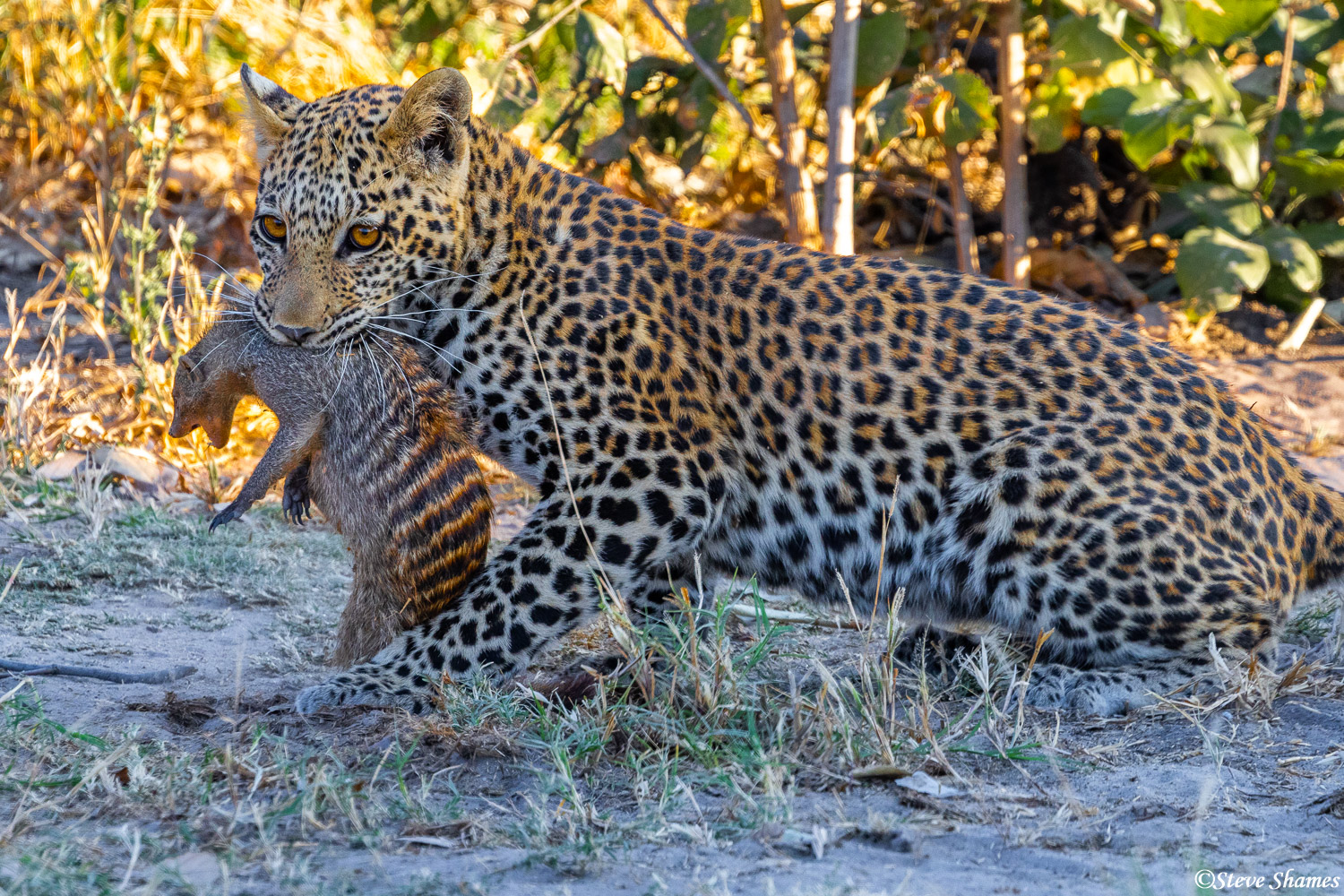 Leopard with a mongoose kill. This might have been this almost grown cubs first kill, which shows his mom he might be getting...