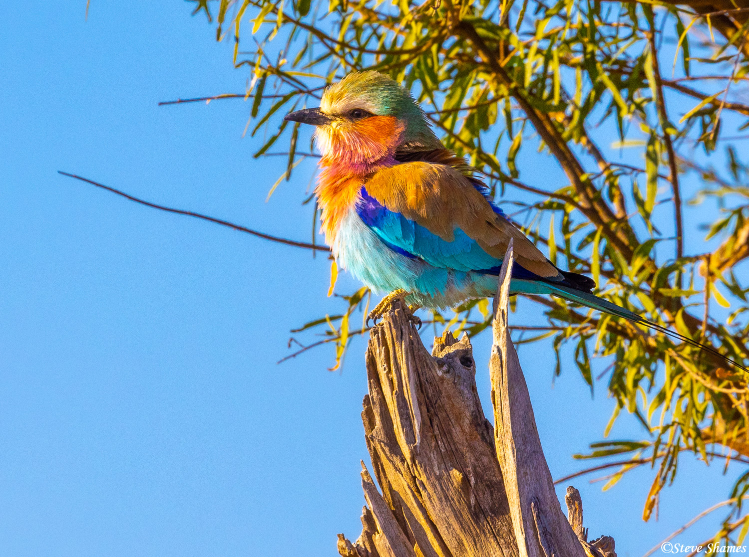 Another of the most colorful birds I have ever seen -- the lilac breasted roller.