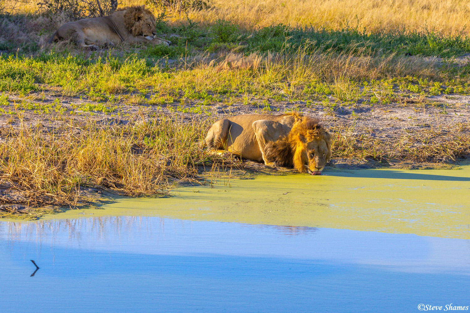 A big lion drinking from a green pond. Should he walk 10 feet to his right to drink from the blue water? Nah, not worth the trouble...