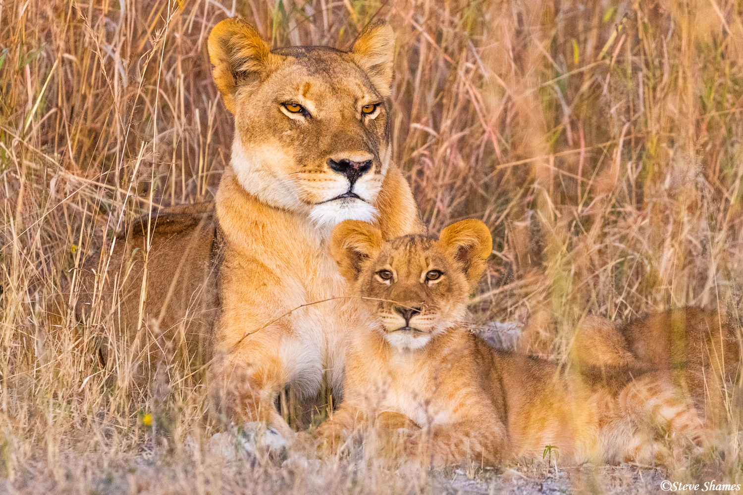 Lion family in the tall grass at Chobe National Park.
