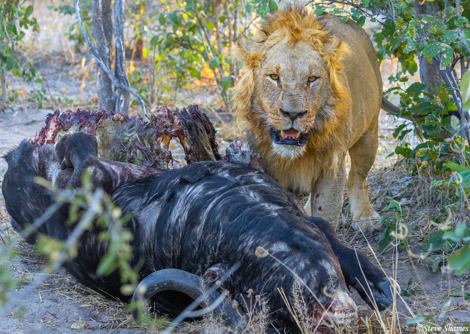 One of the lion brothers posing by their buffalo kill.