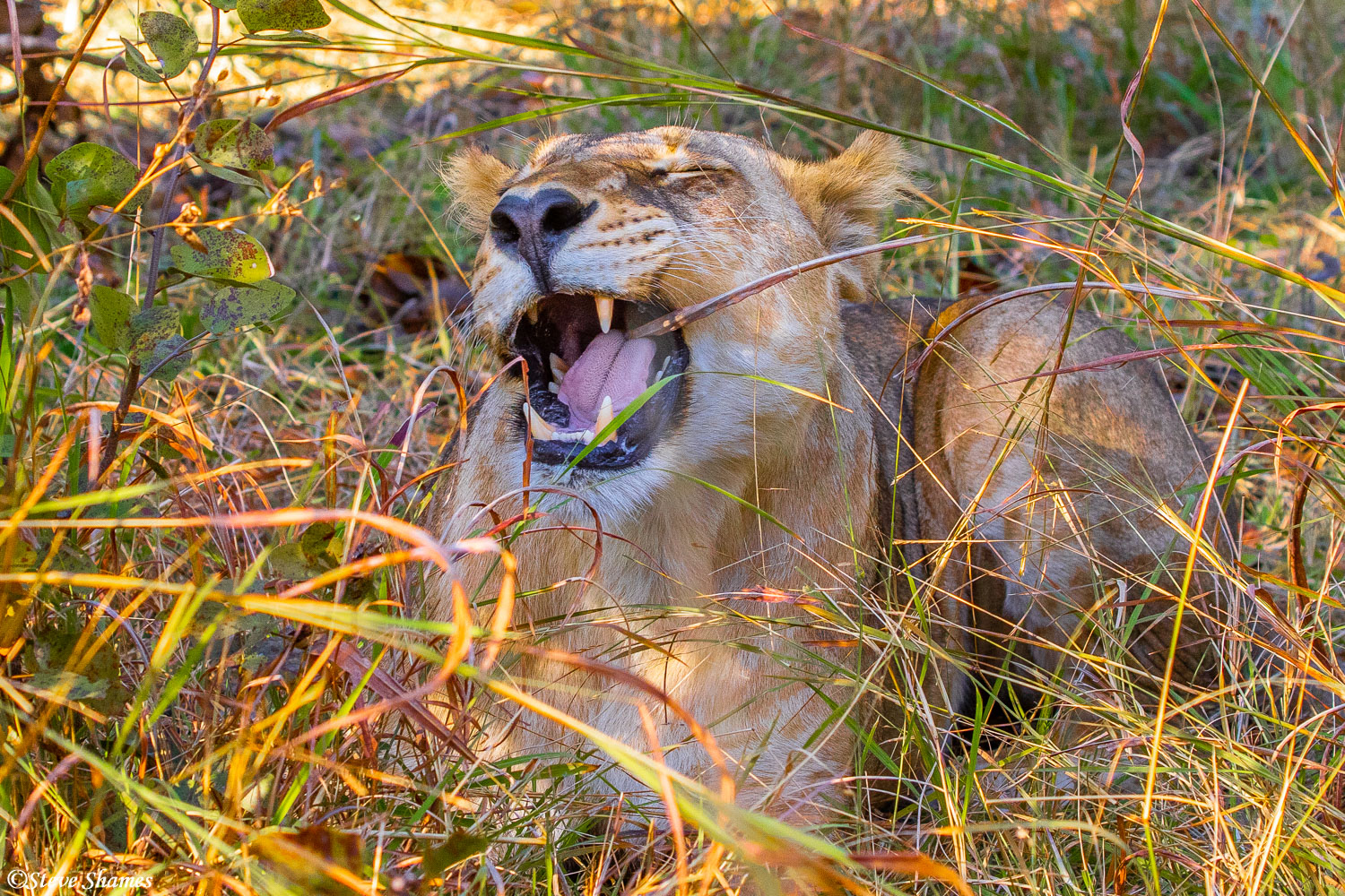 Lioness appears to be eating some grass. They do that sometimes.