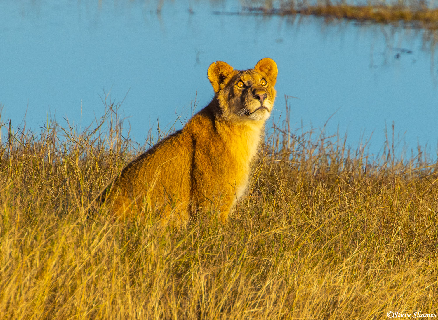 Lioness in the marshy grass of the Chobe River checking out a bird flying by.