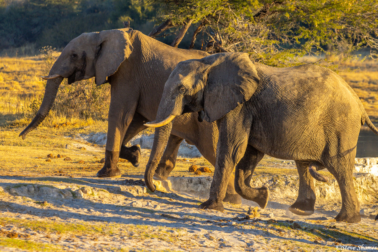 I like the looks of these Makgadikgadi Pans elephants in the last golden light of the day.
