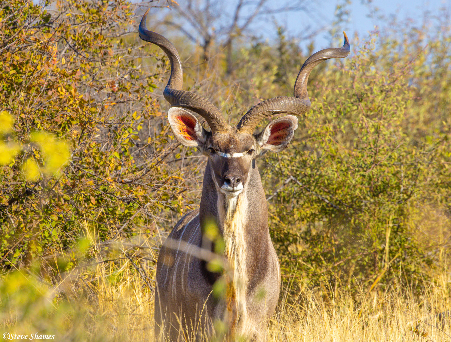 I like the double twisting horns on the male kudus.