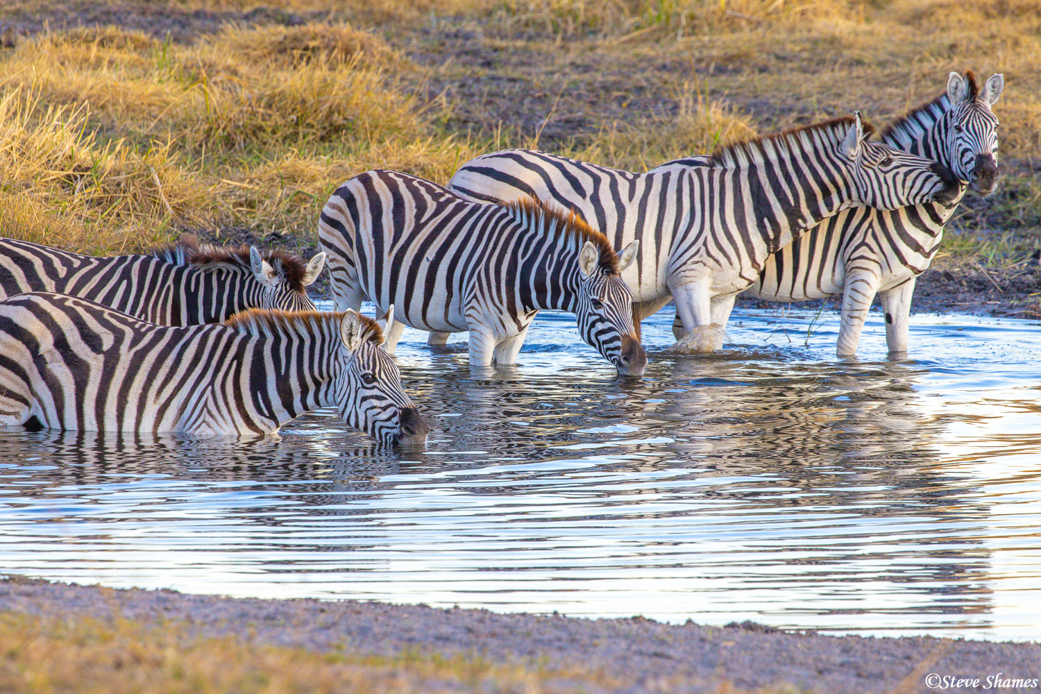 These zebras at Makgadikgadi Pans love to wade right in when they get a drink of water.