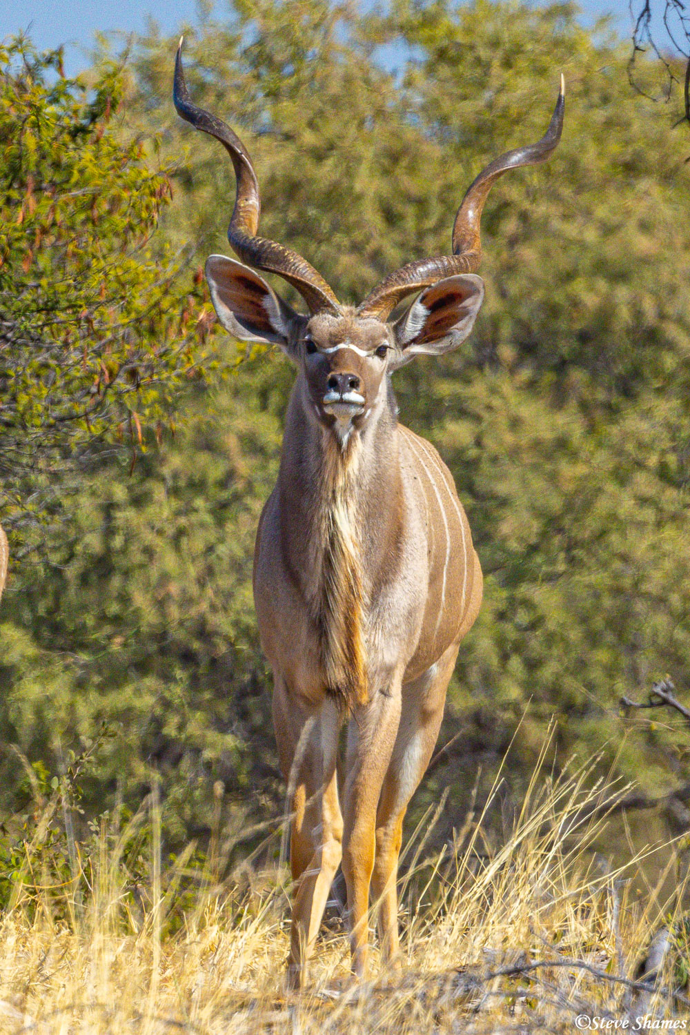 Here is a male kudu with some very long horns.