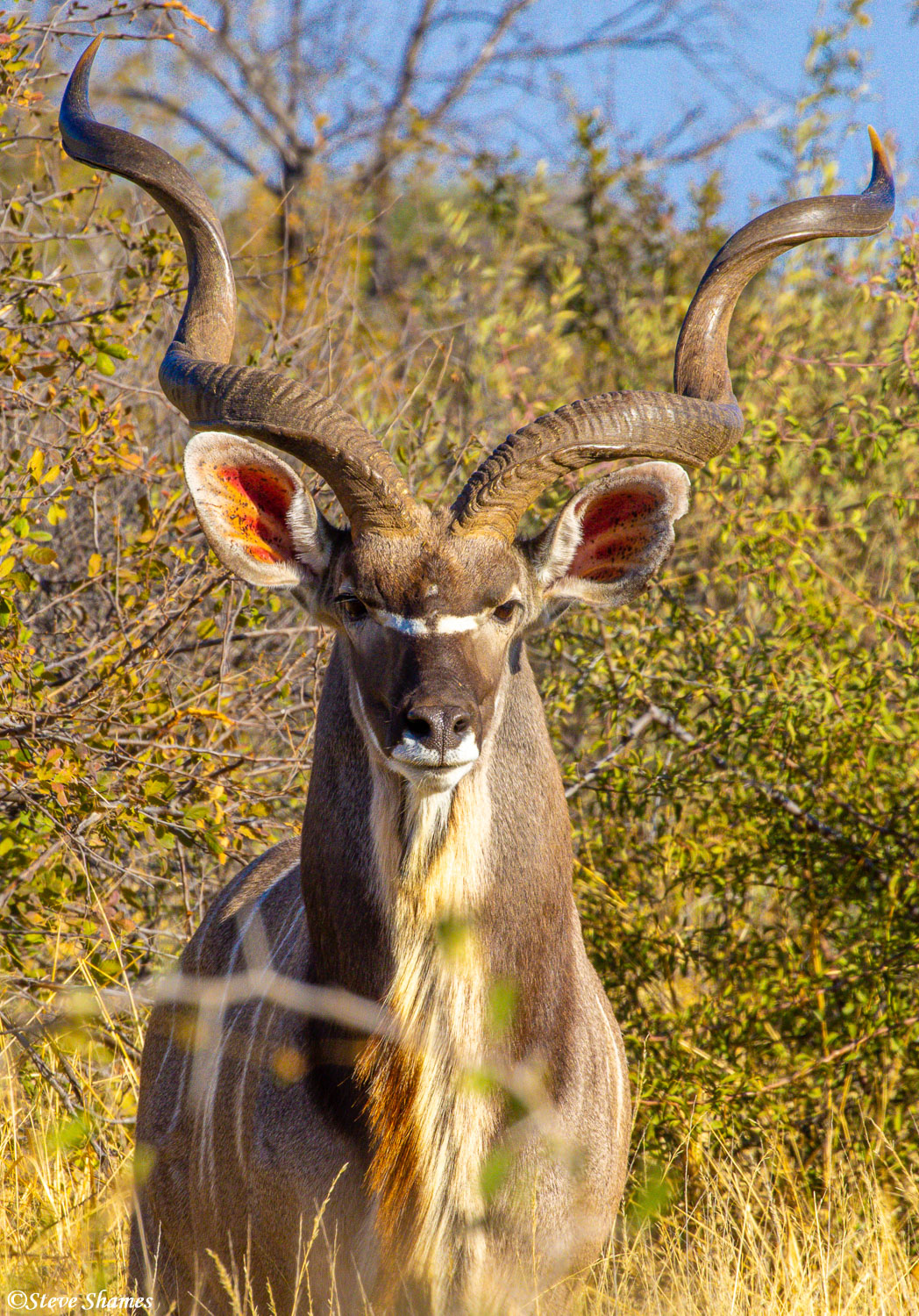 Portrait of a make kudu, with those magnificent twisting horns.
