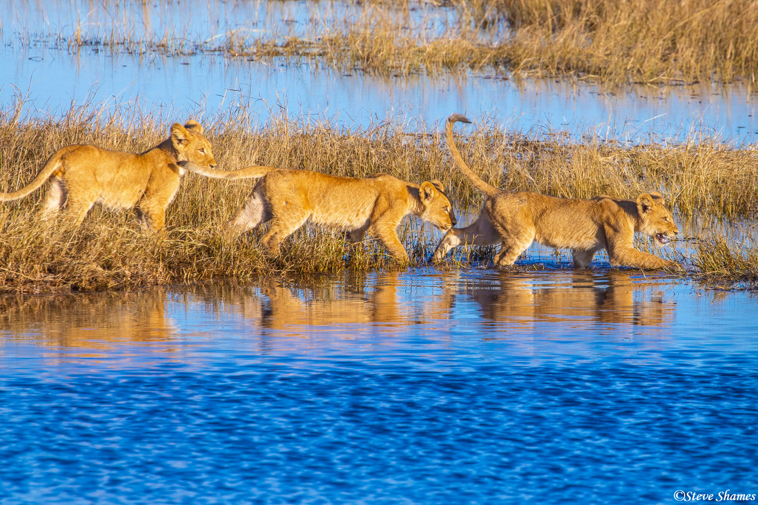 Little lion cubs lining up to cross the water in the marshy area of the Chobe River. They seemed like they didn't want to get...