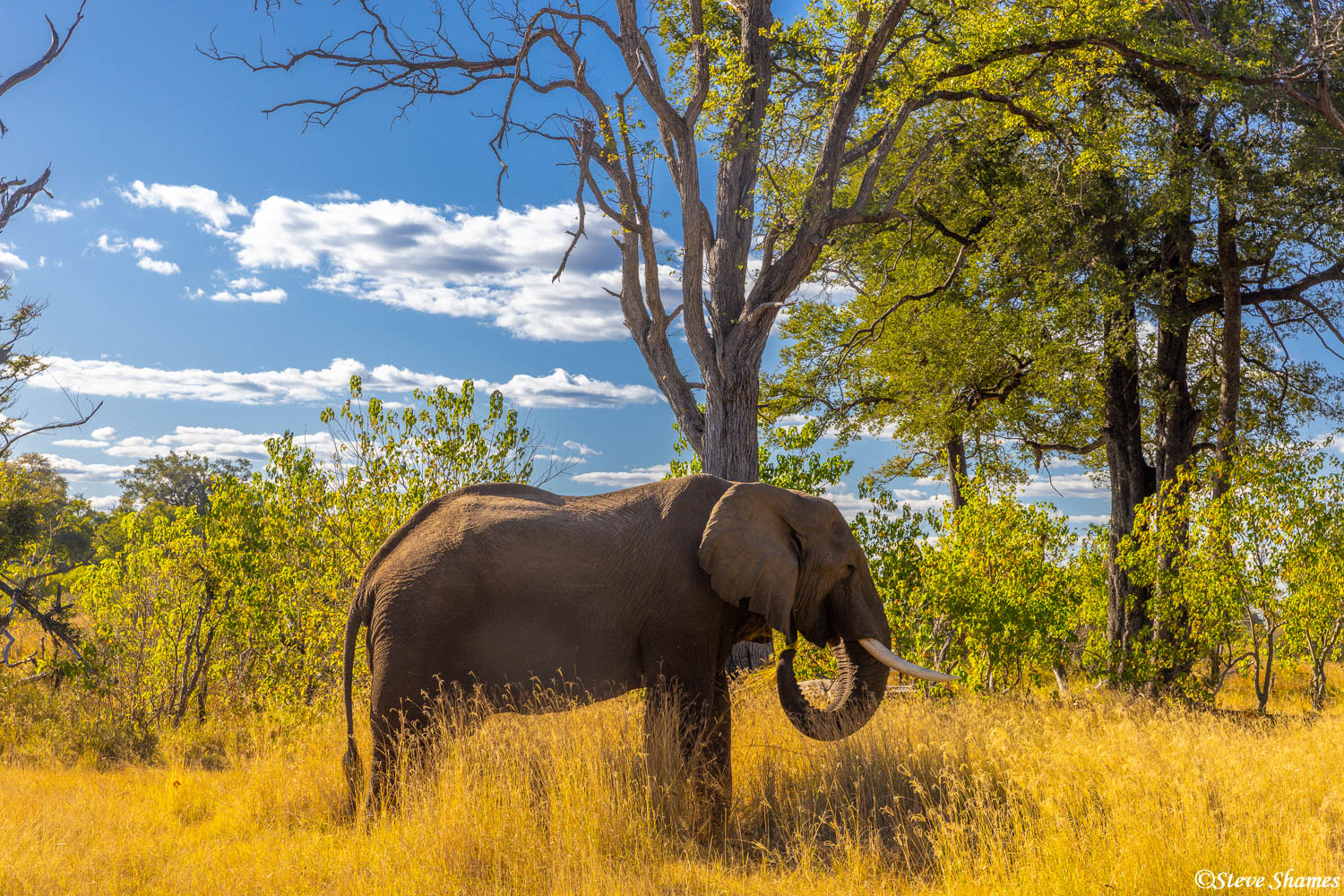 An elephant enjoying a nice day at Moremi Game Reserve in Botswana.