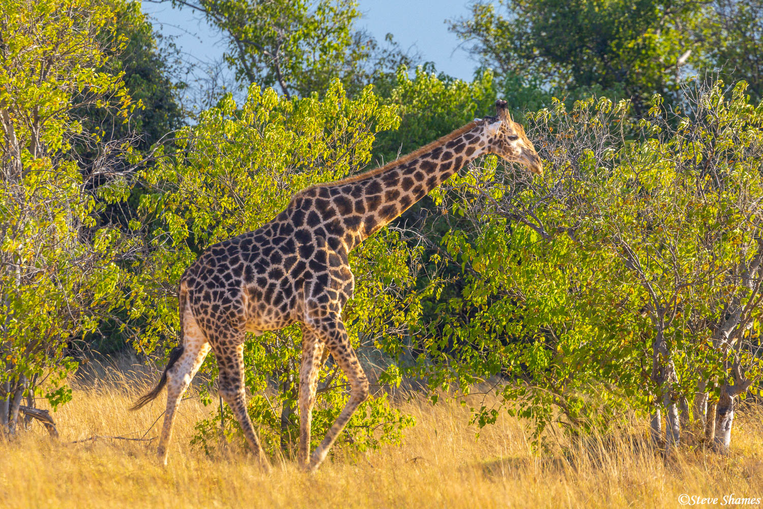 A giraffe strolling around the Moremi bush.