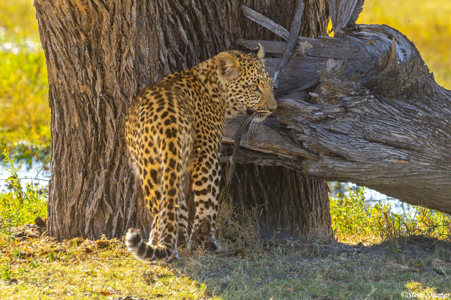 A half grown leopard cub at Moremi Game Reserve.
