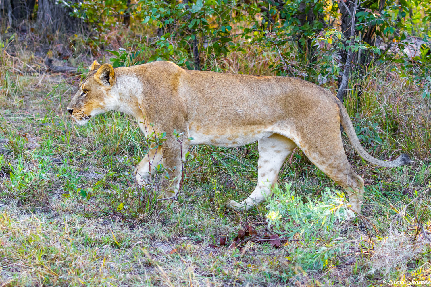 A lioness prowling around Moremi Game Reserve in Botswana.