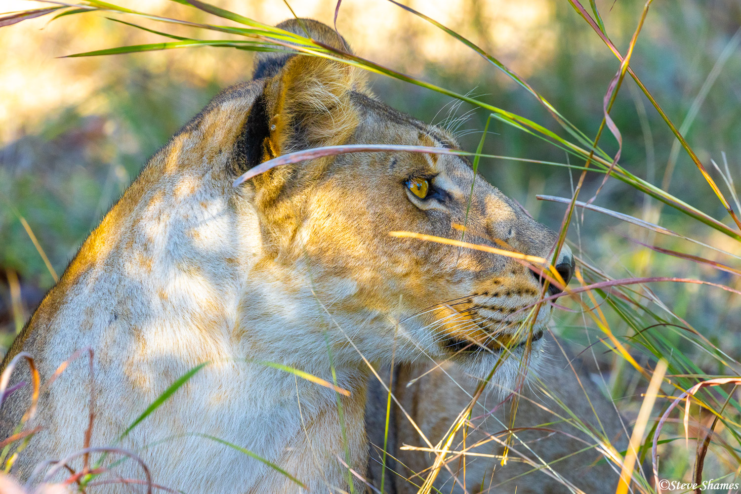 I like this profile view of a Moremi lioness in the grass.