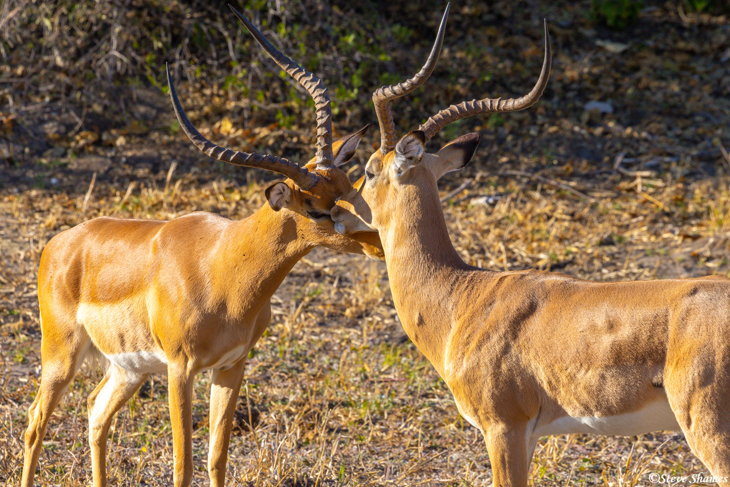Male impalas in an affectionate nuzzling moment.